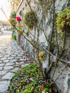Rose an der Kirchenmauer zur Laurentiuskirche, Bernau